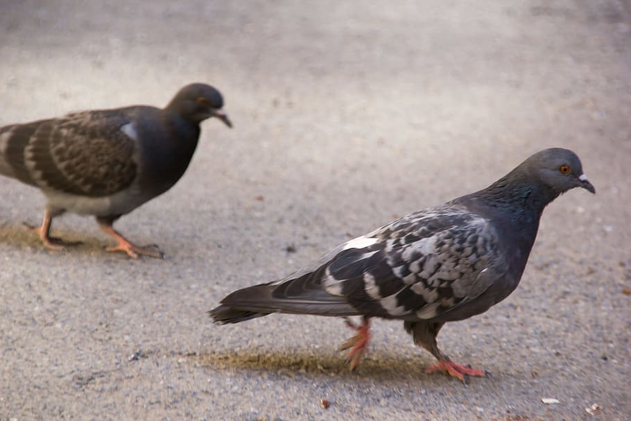 pigeon, animals, feather, gray, dove, outdoors, wild, grey HD wallpaper