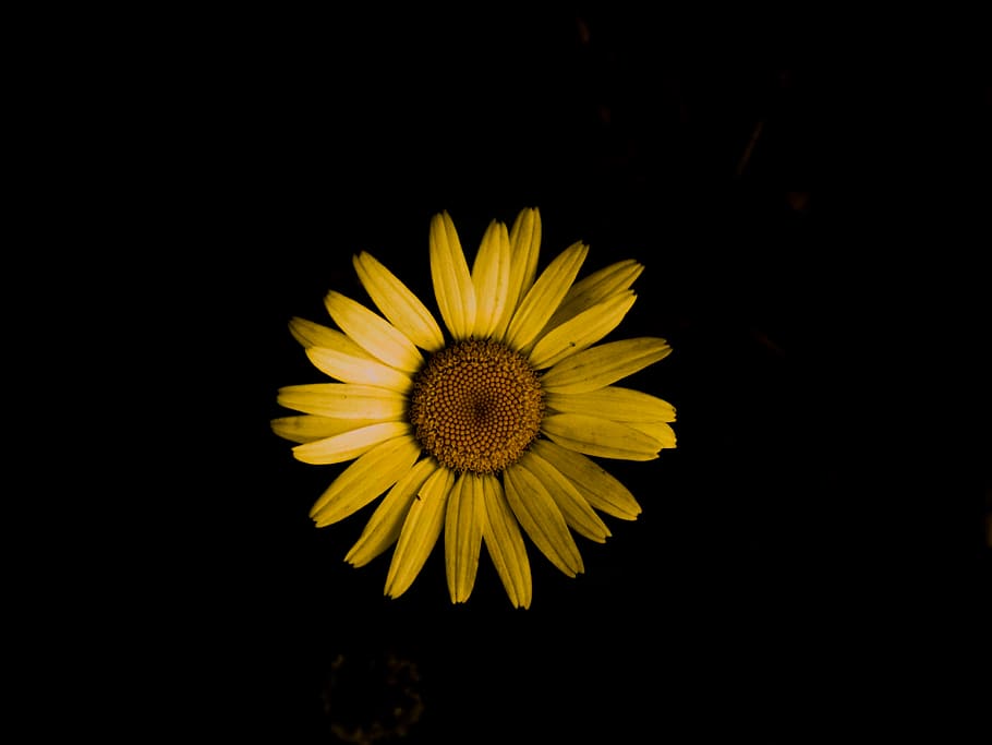yellow daisy, flower, flowering plant, petal, flower head, vulnerability HD wallpaper