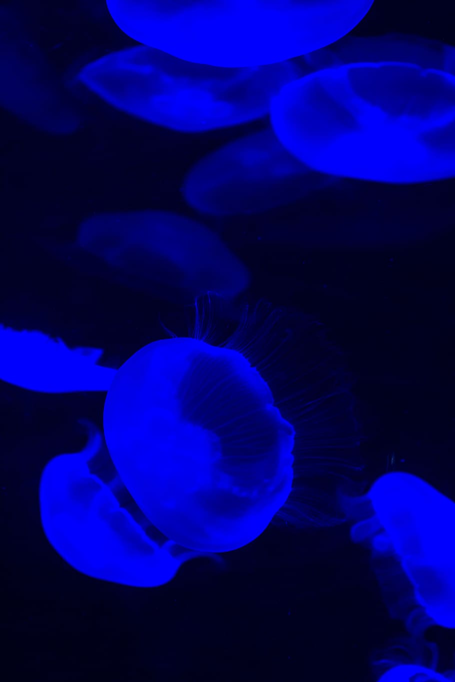 underwater photography of jellyfish, animal, invertebrate, sea life, HD wallpaper