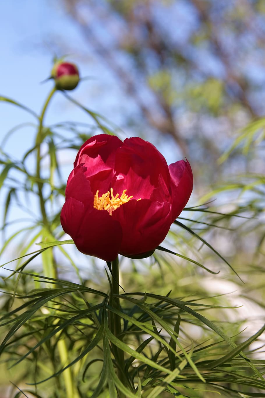 tulip, field, flower, spring, garden, outdoor, petal, red, leaf HD wallpaper
