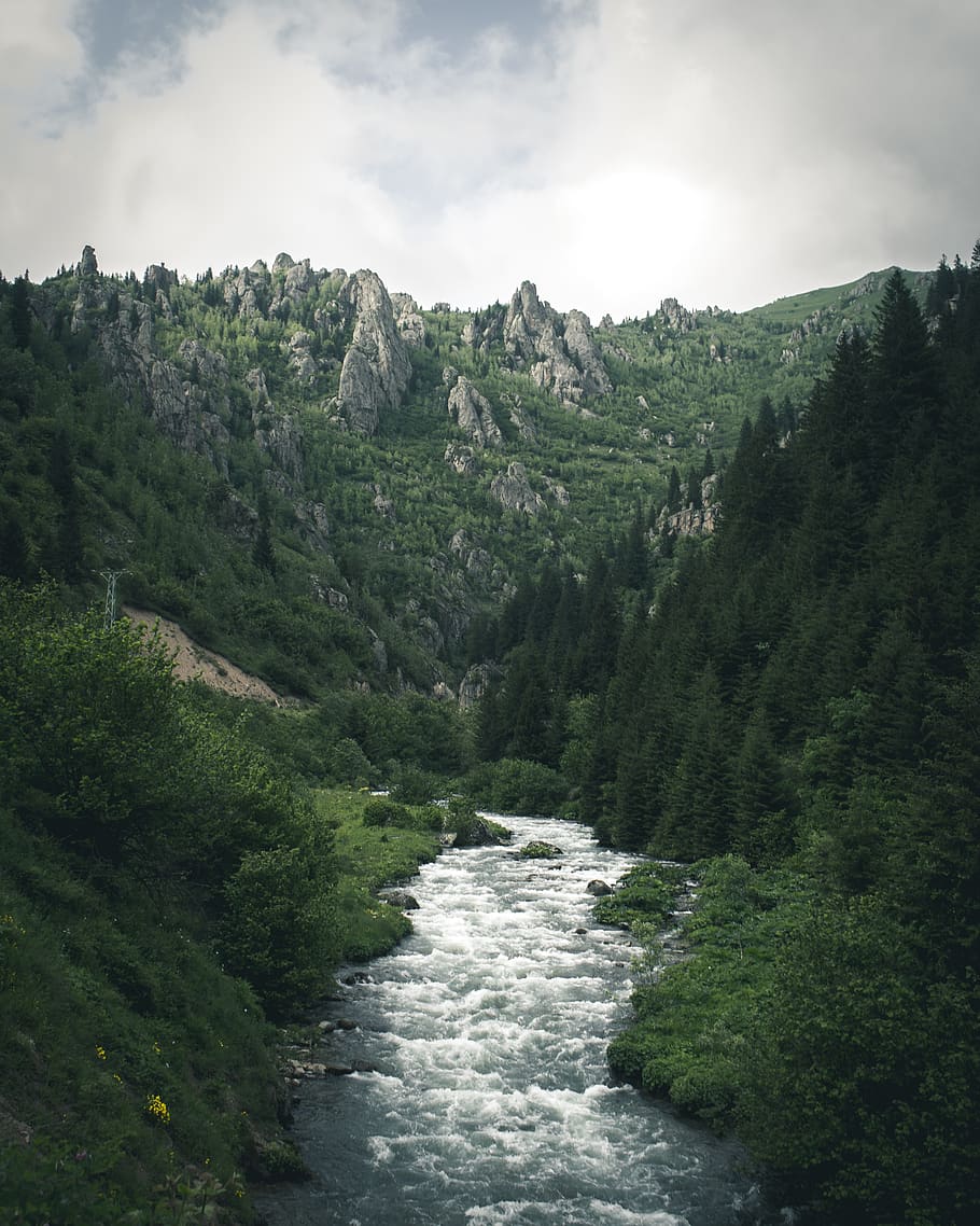 Forest Photography, clouds, cloudy, daylight, environment, fall HD wallpaper