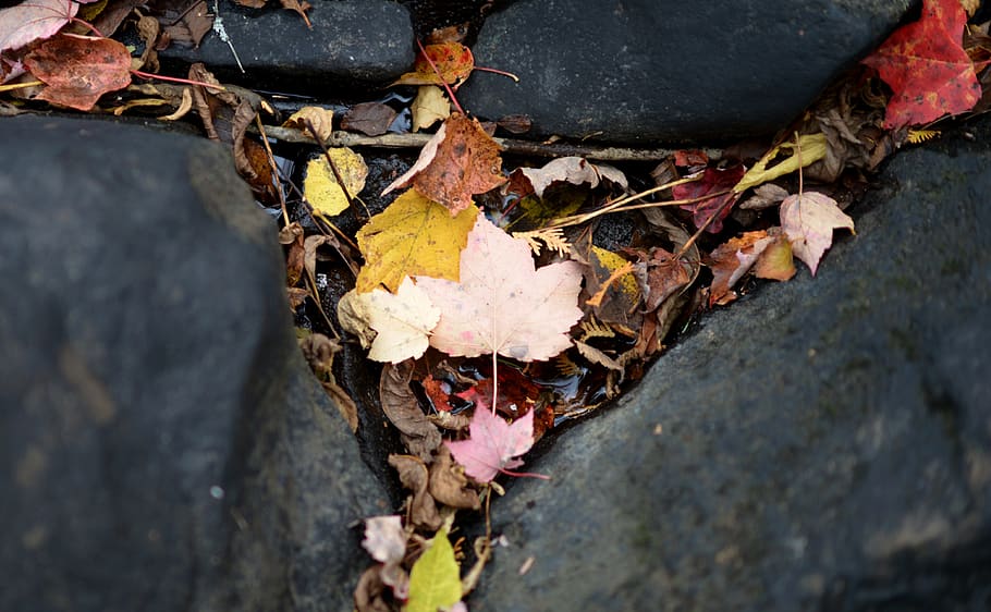 leaf, leaves, autumn, colour, stream, water, nature, colorful HD wallpaper