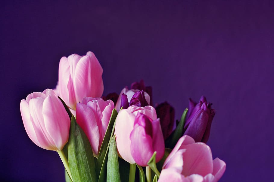 tulips, purple, flower, spring, pink, flowers, floral greeting HD wallpaper