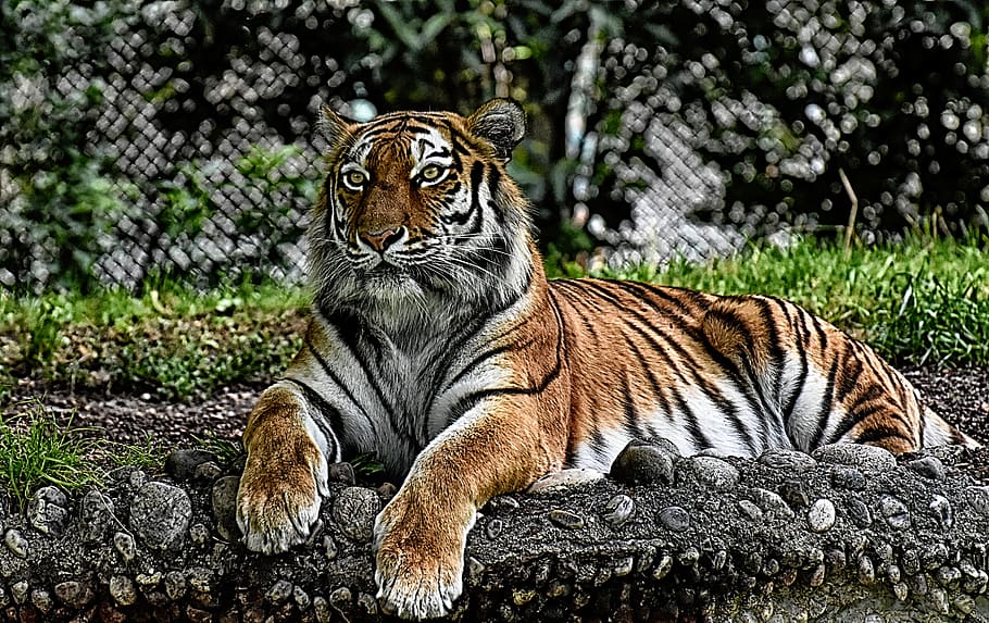 tiger, big cat, predator, wildcat, dangerous, zoo, animals HD wallpaper