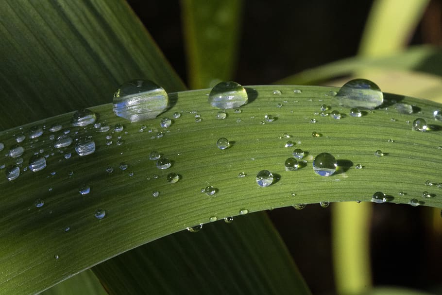 trickle, dew, nature, plants, raindrops, water, wet, macro HD wallpaper