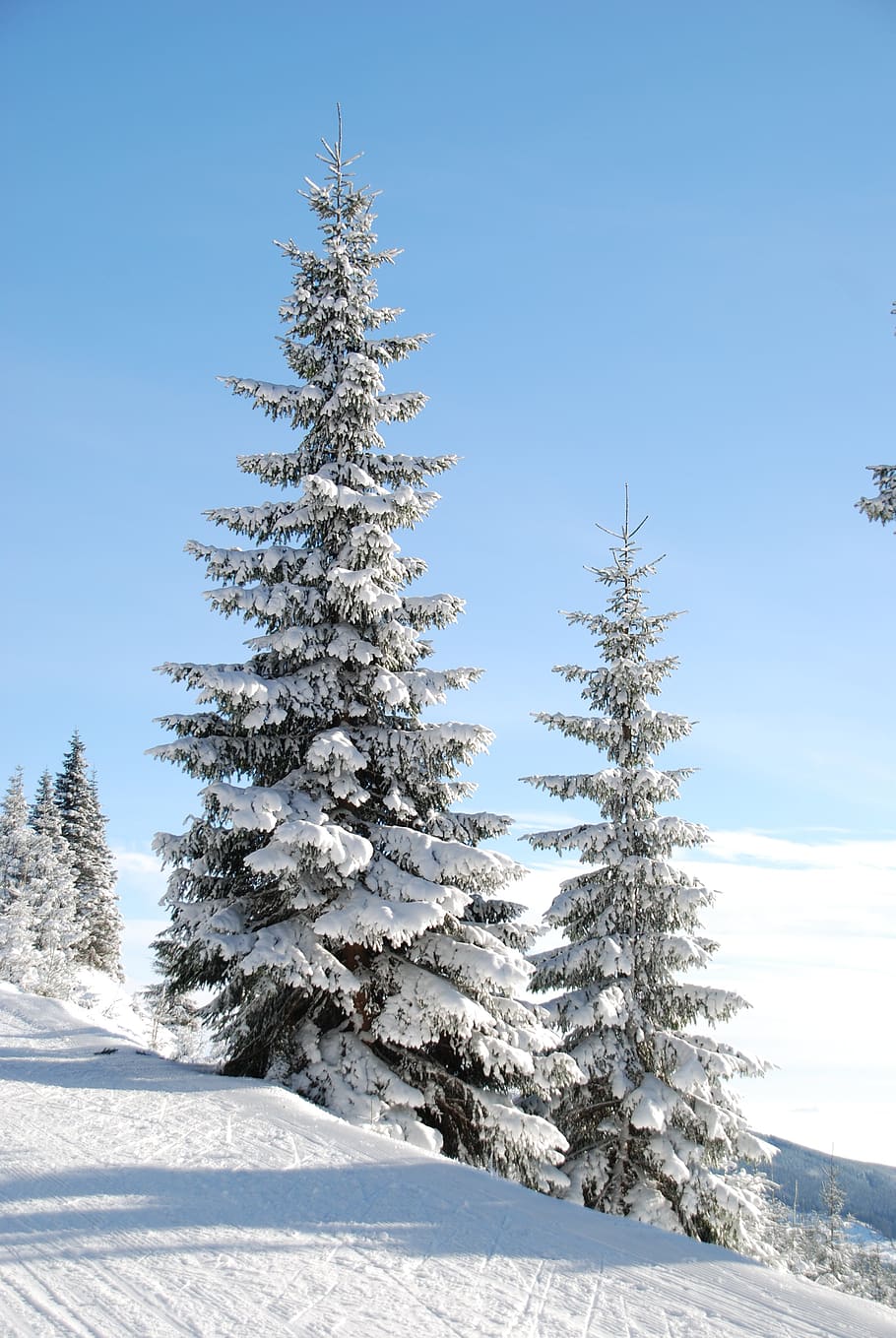 Snow Cap Pine Tree, fir, sky, trail, trees, winter, cold temperature HD wallpaper