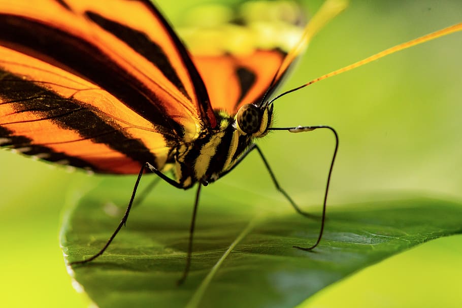 butterfly, macro, leaf, monarch, striped, insect, background HD wallpaper