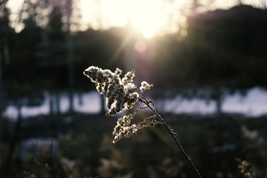 plant, focus on foreground, nature, beauty in nature, tranquility HD wallpaper