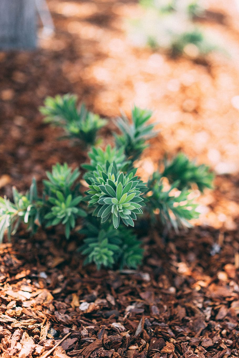 flower, nature, leaf, greenery, ground, wild, growth, plant HD wallpaper