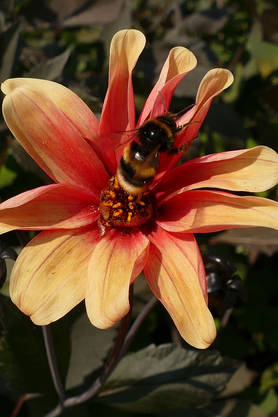 bumblebee, bug, fauna, pollen, pestle, fertilize, spread, dahlia, HD wallpaper
