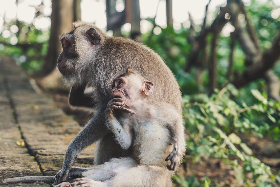 two monkey on street, indonesia, animal, wildlife, jalan monkey forest HD wallpaper