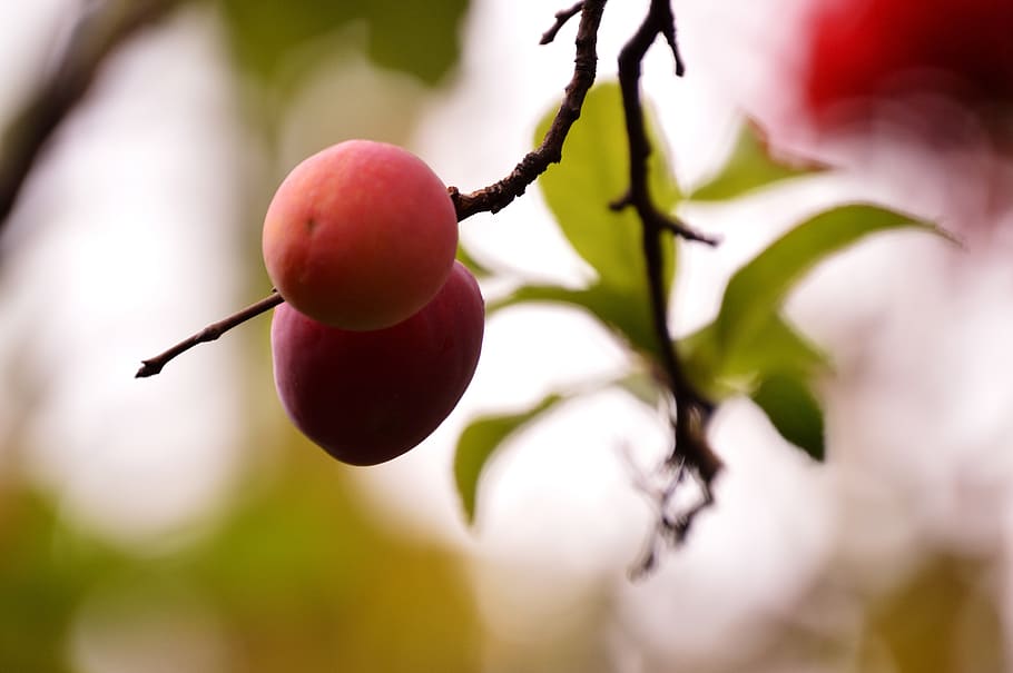 fresh, summer, tree, nature, green, fat, food, organic, healthy HD wallpaper