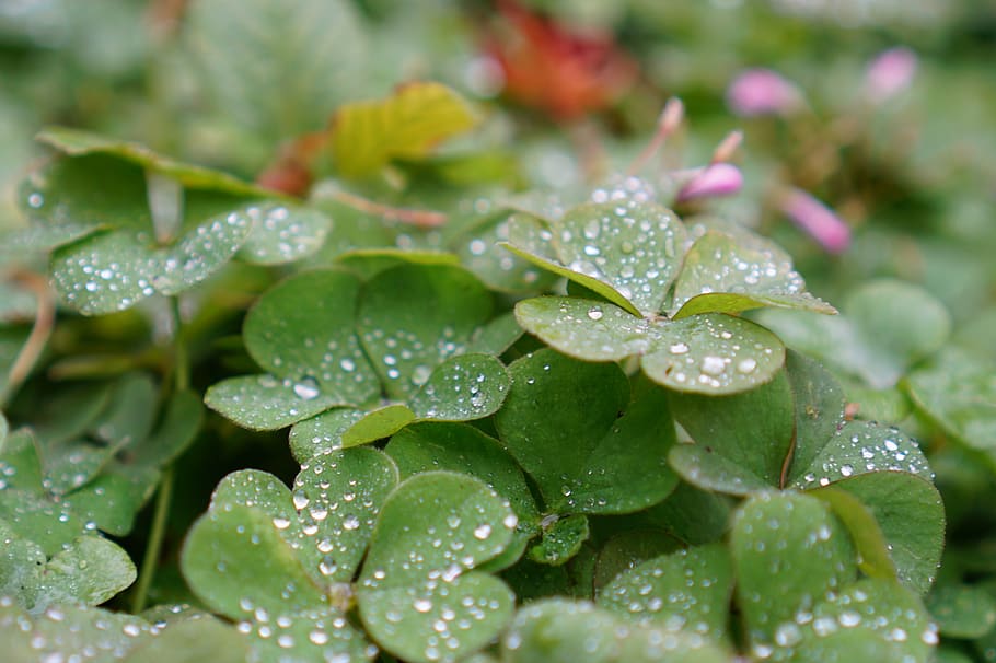 leaf, water, plant, drop, wet, beauty in nature, rain, close-up HD wallpaper