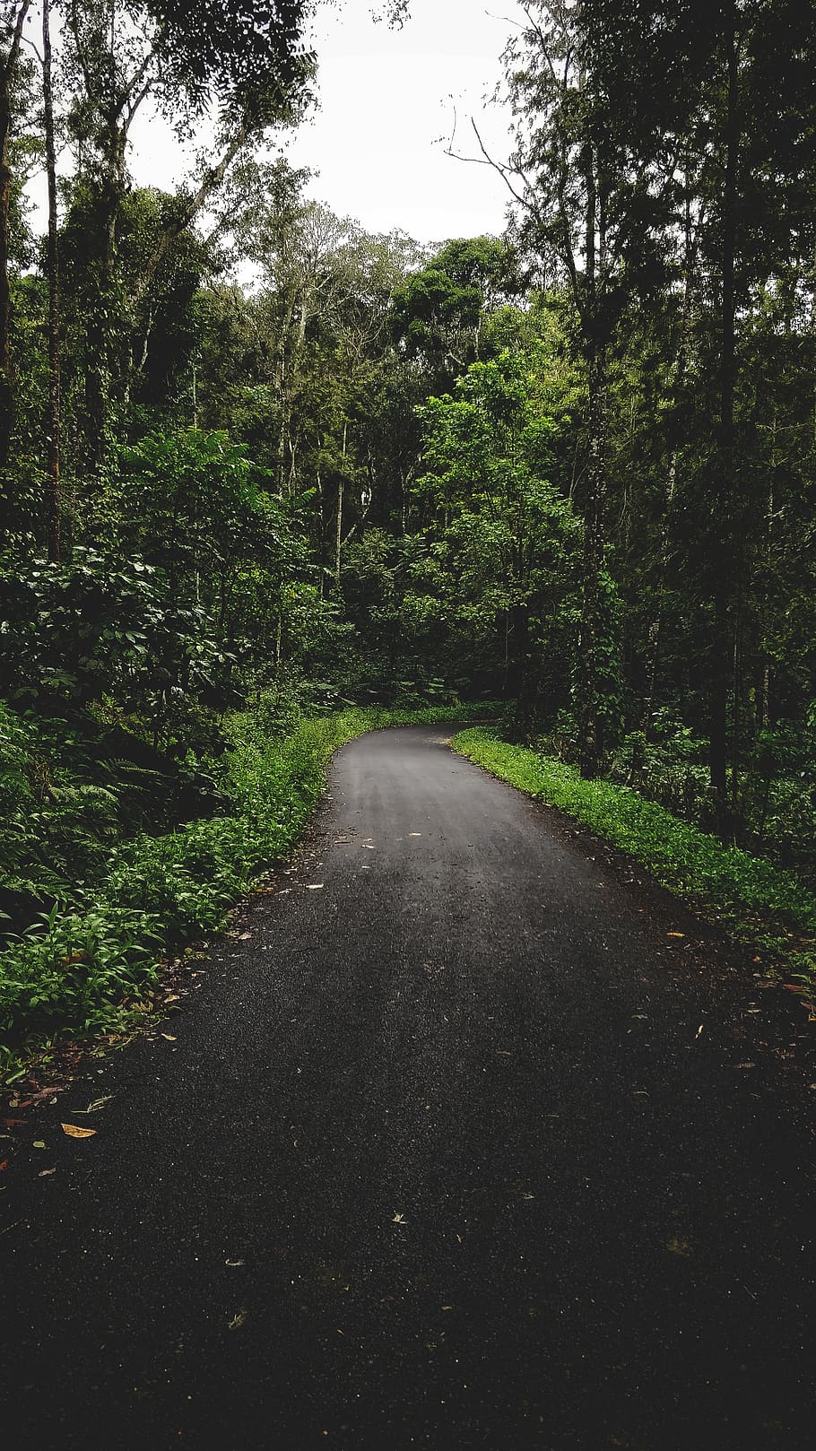 gray road surrounded by green trees, plant, direction, the way forward HD wallpaper
