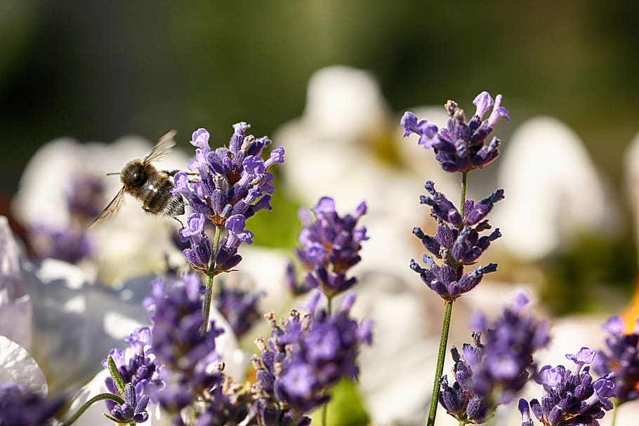 bumblebee, insect, macro, nature, flower, flowering plant, invertebrate HD wallpaper