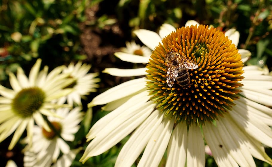 flower, summer, bee, nature, blossom, bloom, plant, petals HD wallpaper