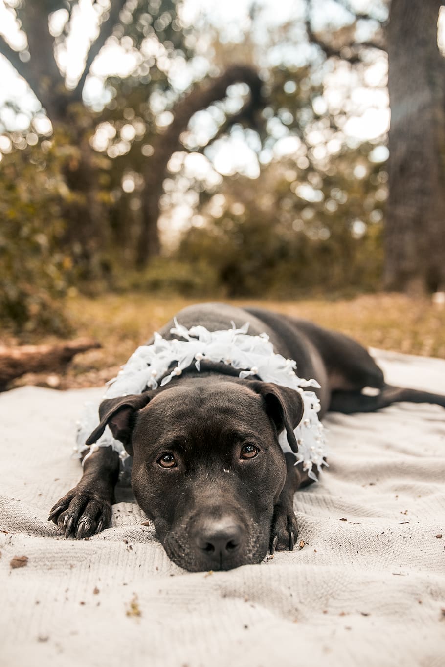 brown dog lying on sand, canine, mammal, domestic animals, pets HD wallpaper