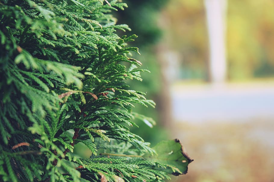 Shallow Focus Photography of Green Plants, blurred background HD wallpaper