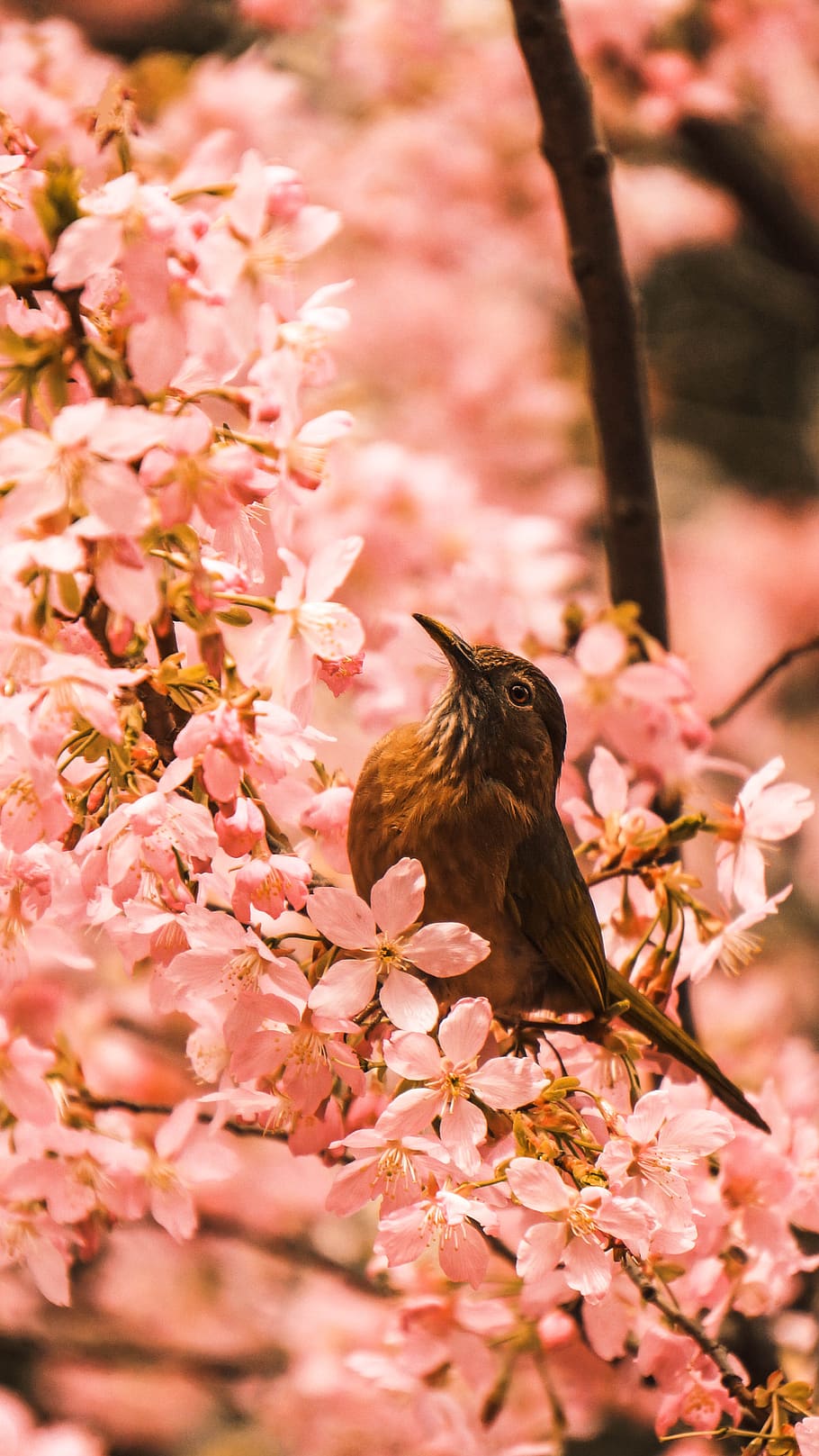 brown bird fetched on tree branch, flower, animal, plant, petal HD wallpaper