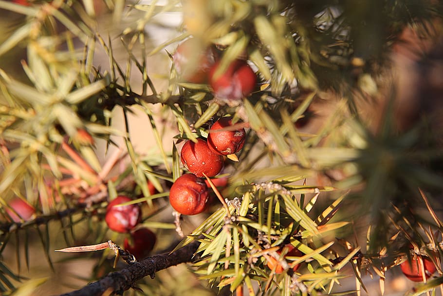 juniper, tree, autumn, berry, woods, forest, branch, food and drink HD wallpaper