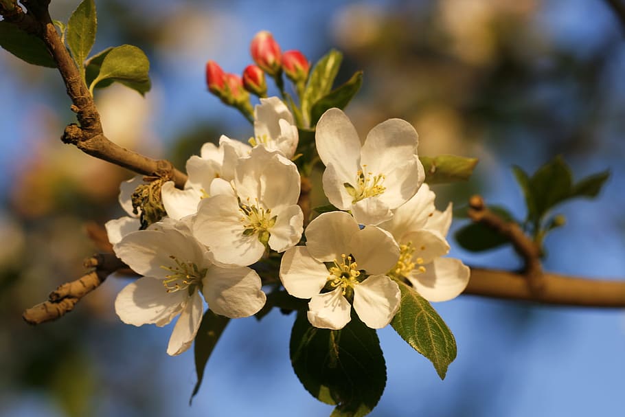 beautiful, blossom, bright, bunch, closeup, detail, flora, floral HD wallpaper