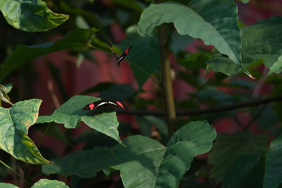 animals, butterflies, flying, leaf, plant part, growth, green color HD wallpaper