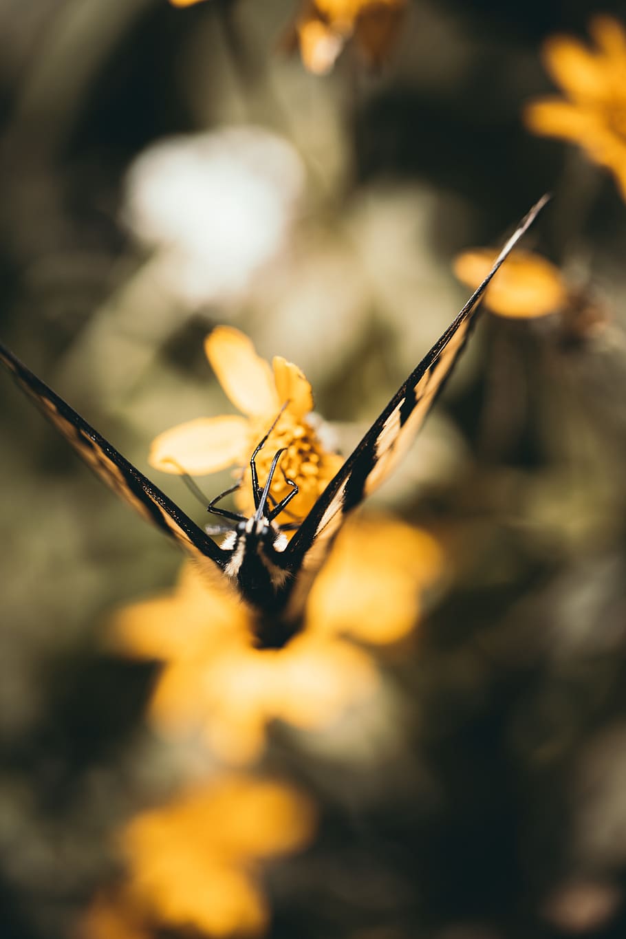 butterfly flying, close-up, selective focus, nature, no people HD wallpaper