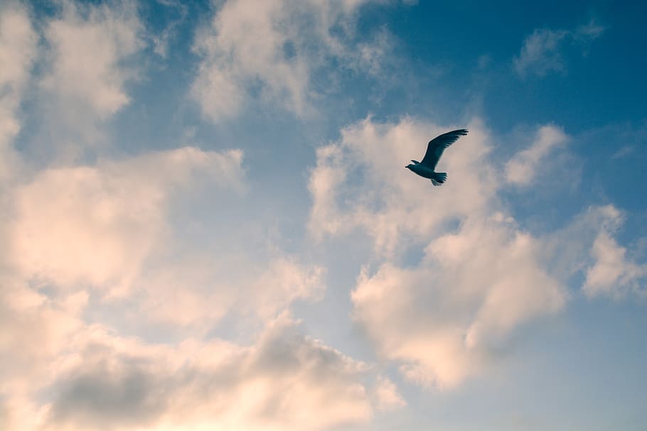 bird, cloud, sky, air, blue, animal, wing, flying, animal wildlife HD wallpaper
