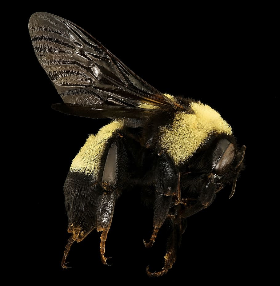 Bumble Bee, bug, bumblebee, close-up, insect, nature, wildlife HD wallpaper