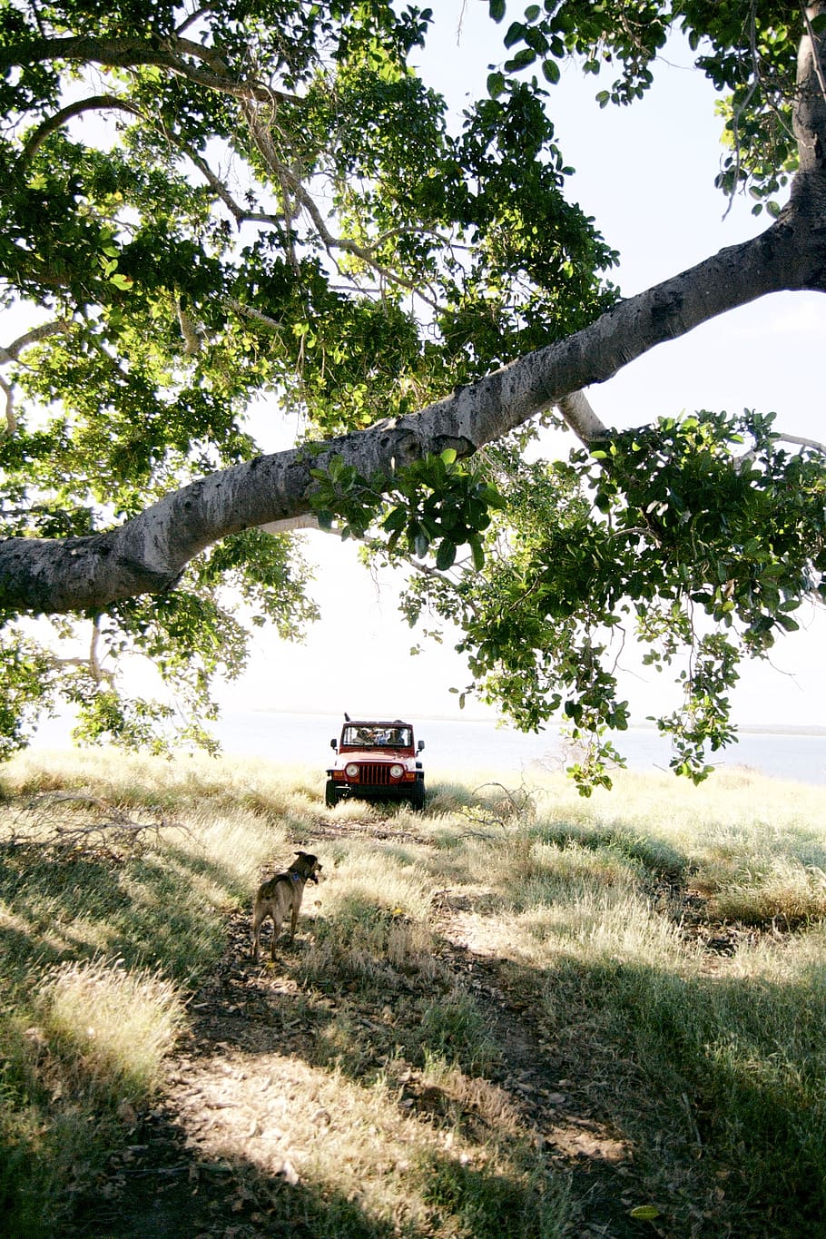 cuba, guantanamo, parked, green, branch, relax, tree, jeep HD wallpaper