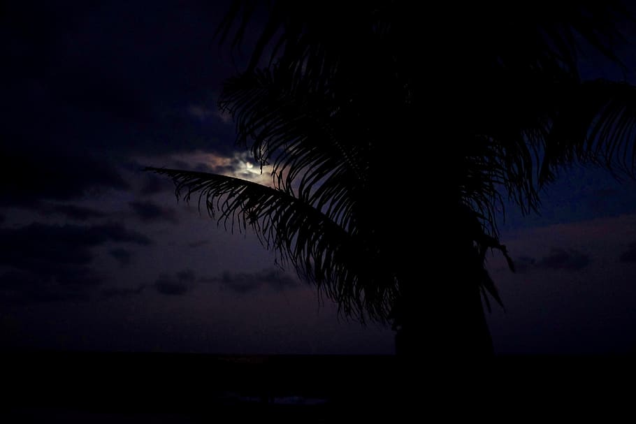 mexico, akumal, moon, clouds, night, palm tree, long exposure HD wallpaper