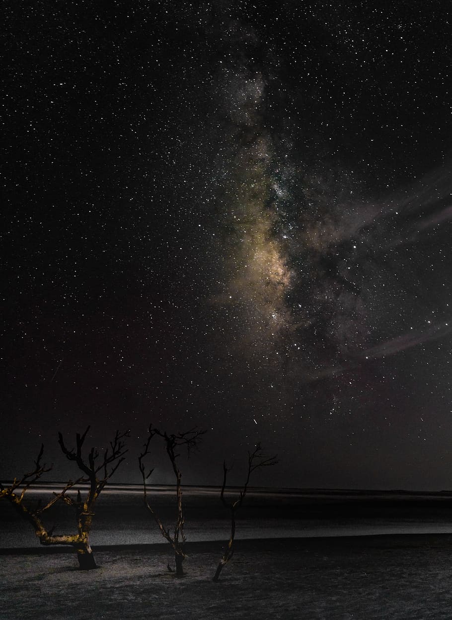 Bare Tree Under Starry Sky, astronomy, dark, landscape, light HD wallpaper