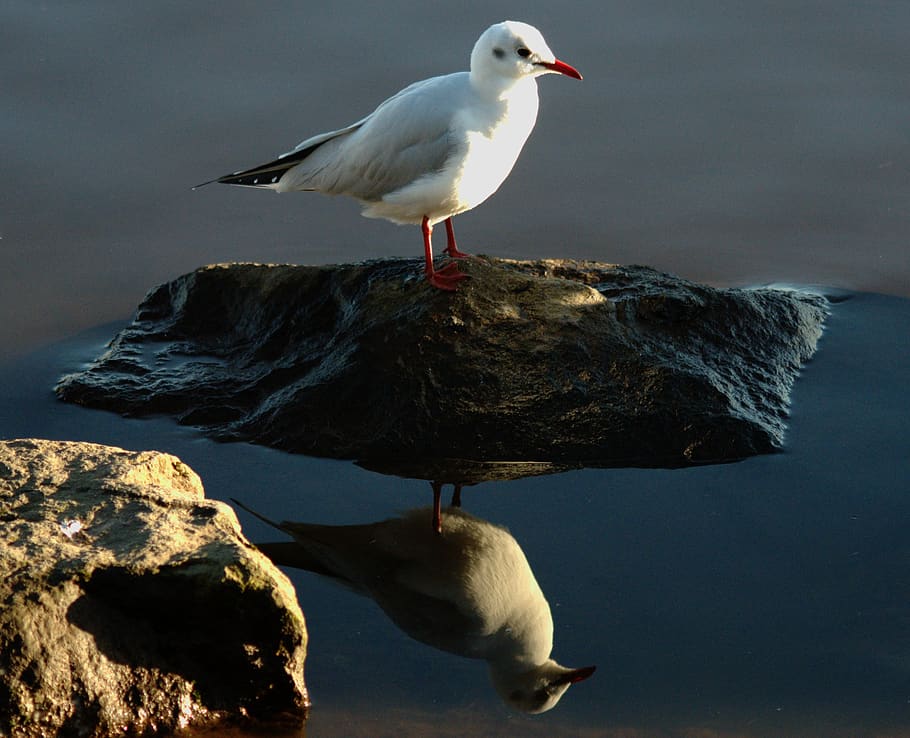 seagull, bird, water, reflections, wildlife, rock, animal, animal themes HD wallpaper