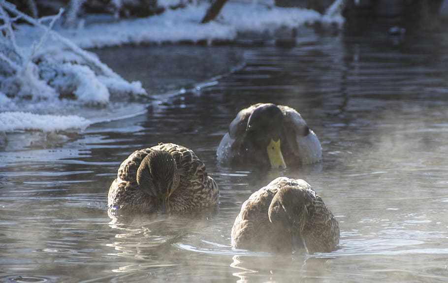 mallards, winter, water, waterfront, animals in the wild, lake HD wallpaper