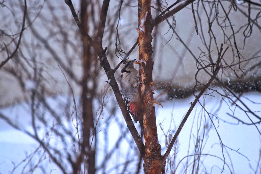 Grey and Orange Bird on a Branch Closeup Photography, bark, blurred background HD wallpaper