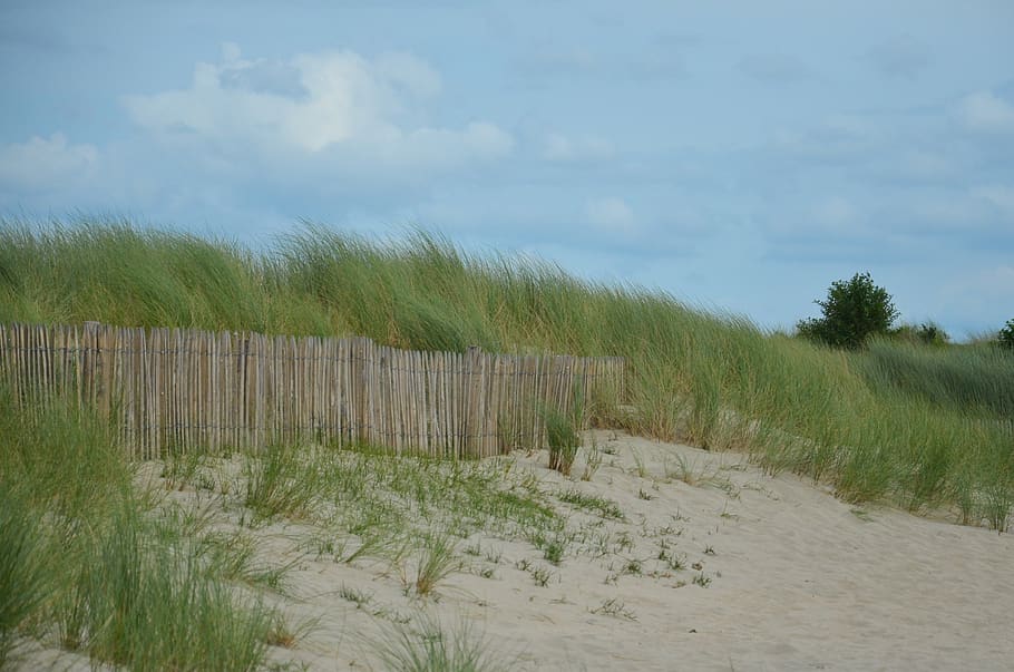 france, bec d'andaine, beach, dunes, wind, reed, sand, plant, HD wallpaper