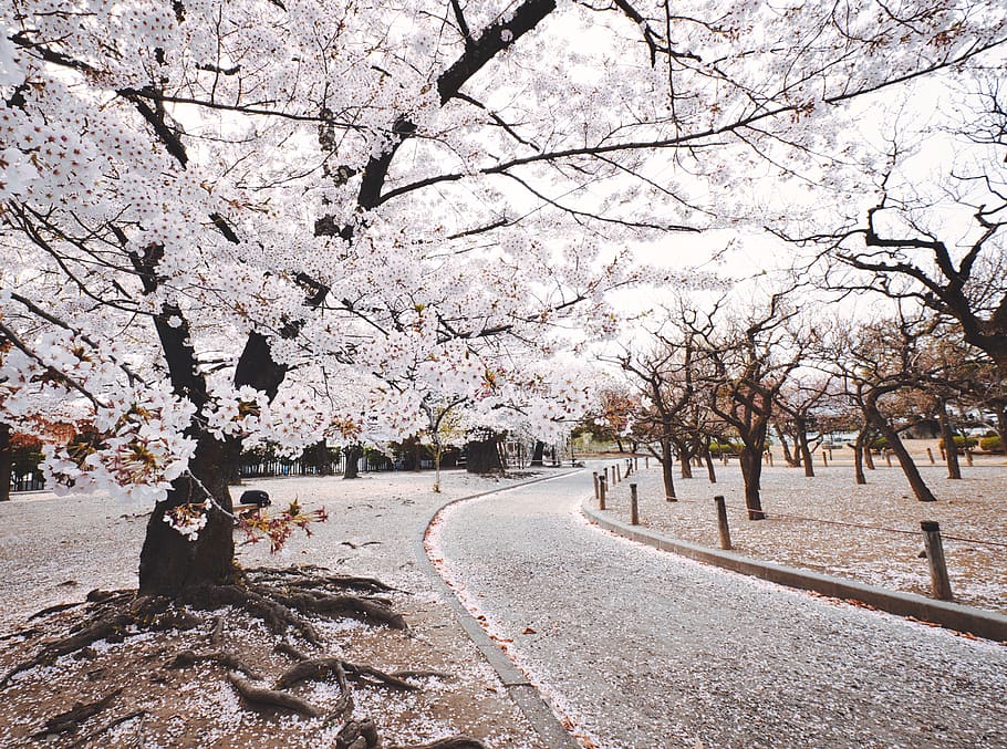 White Tree Beside Pathway, bloom, blossom, branches, cherry blossoms, HD wallpaper