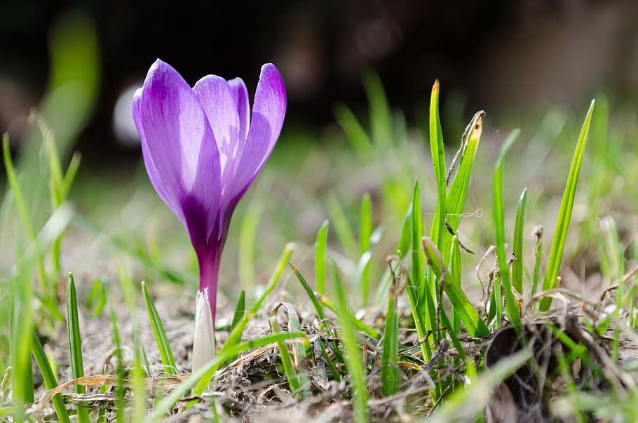 crocus, flower, purple, grass, violet, plant, growth, freshness HD wallpaper