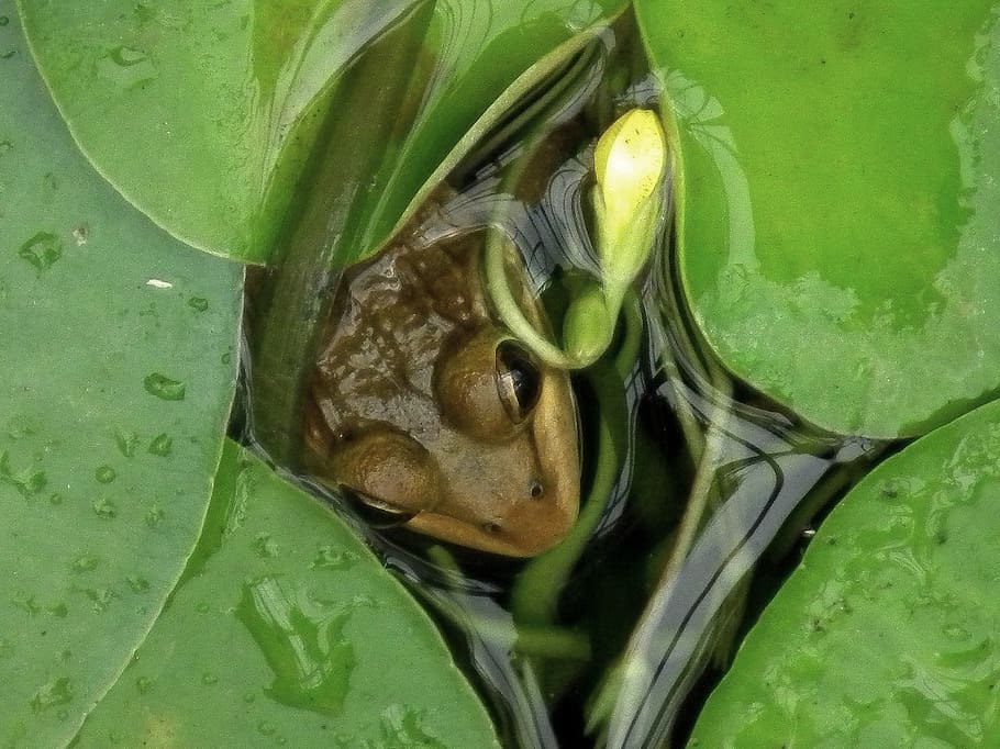 green color, close-up, no people, plant part, water, leaf, nature HD wallpaper
