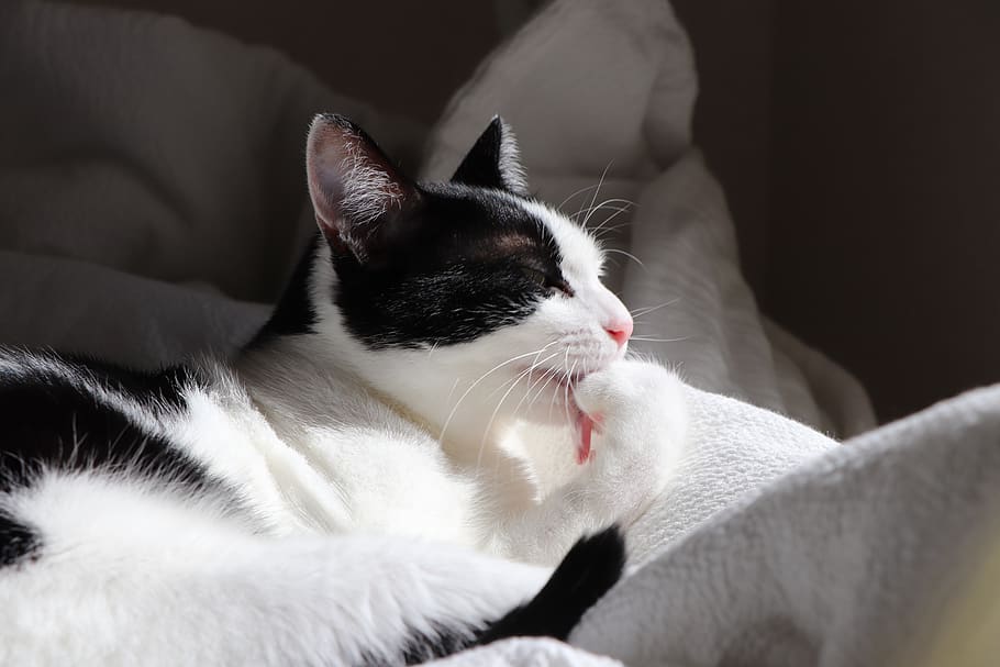 cat, animal, cute, creatures, pet, kitty, black and white, the world of animals HD wallpaper