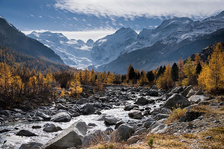 River Between Beige Pine Trees, clouds, daylight, forest, hike HD wallpaper