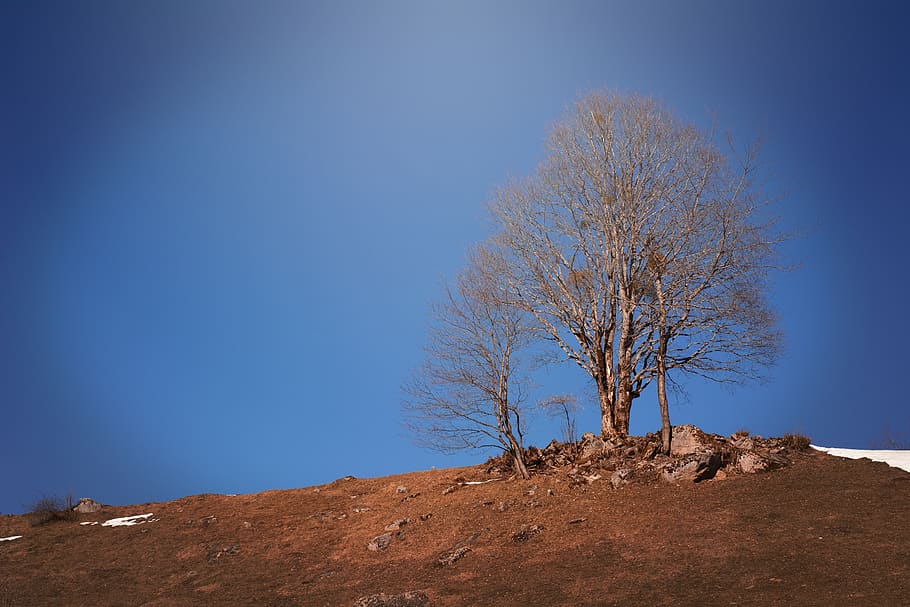 landscape, meadow, tree, sky, nature, spring, snow, blue, clear sky HD wallpaper