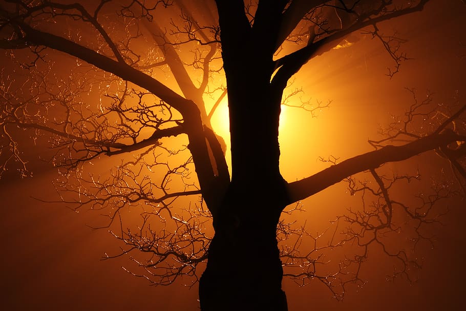 Silhouette of Bare Tree Against Sunlight, branches, sunrise, sunset HD wallpaper