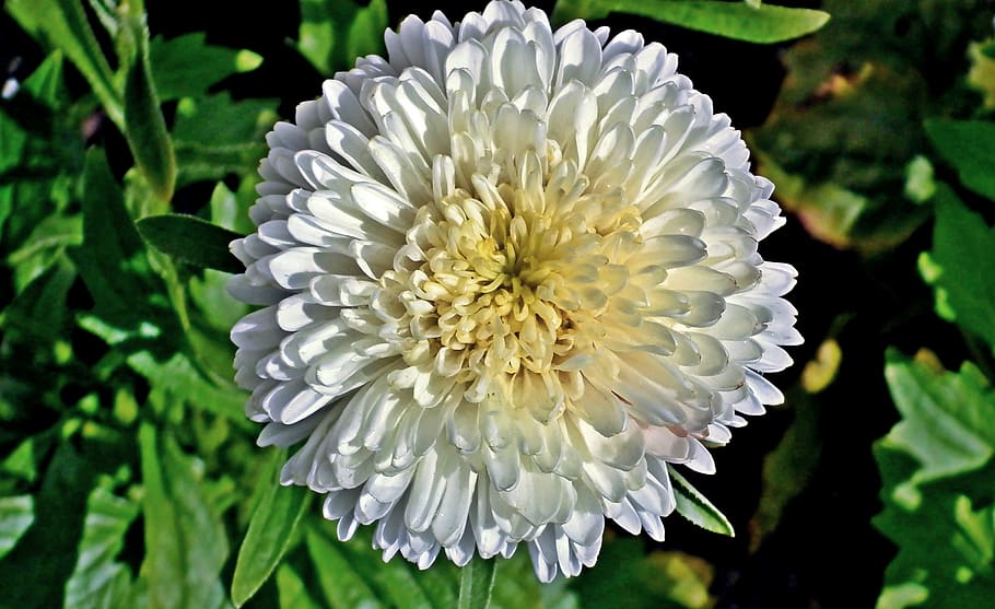 aster, flower, garden, nature, closeup, autumn, blooming, flowering plant HD wallpaper