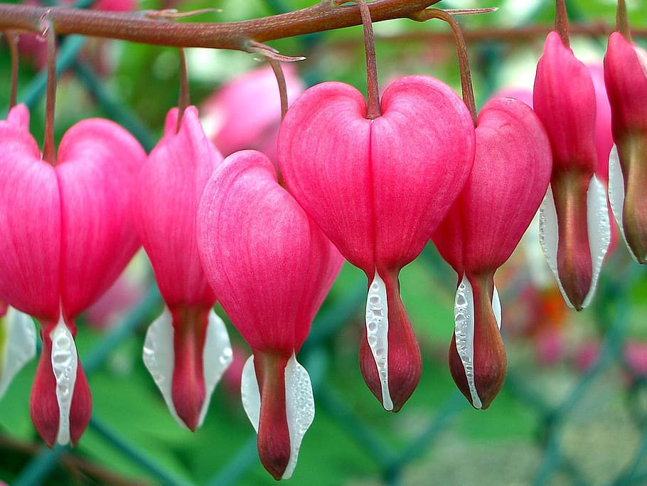 nature, flower, leaf, plant, garden, bleeding heart, pink, freshness, HD wallpaper