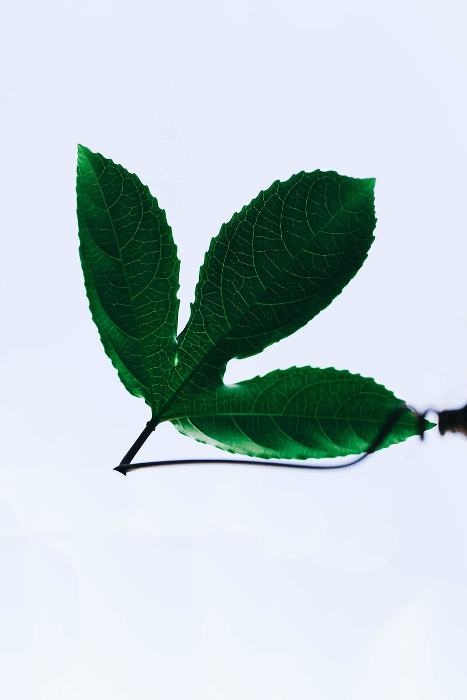 green-leafed plant, plant part, green color, nature, close-up HD wallpaper