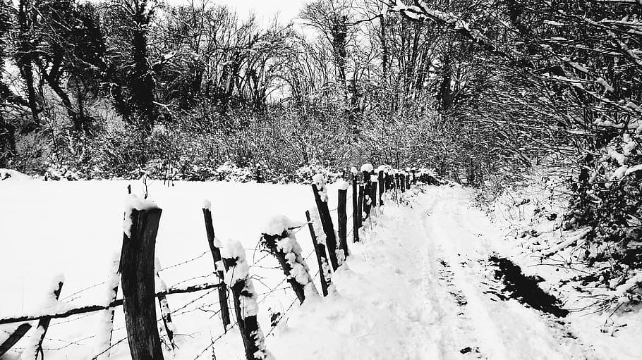 france, isere, snow, cold temperature, tree, winter, plant HD wallpaper