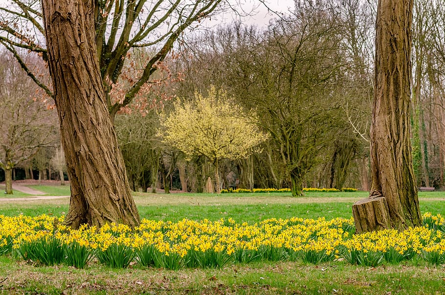 daffodil, spring, park, flowers, nature, plants, tree, growth HD wallpaper