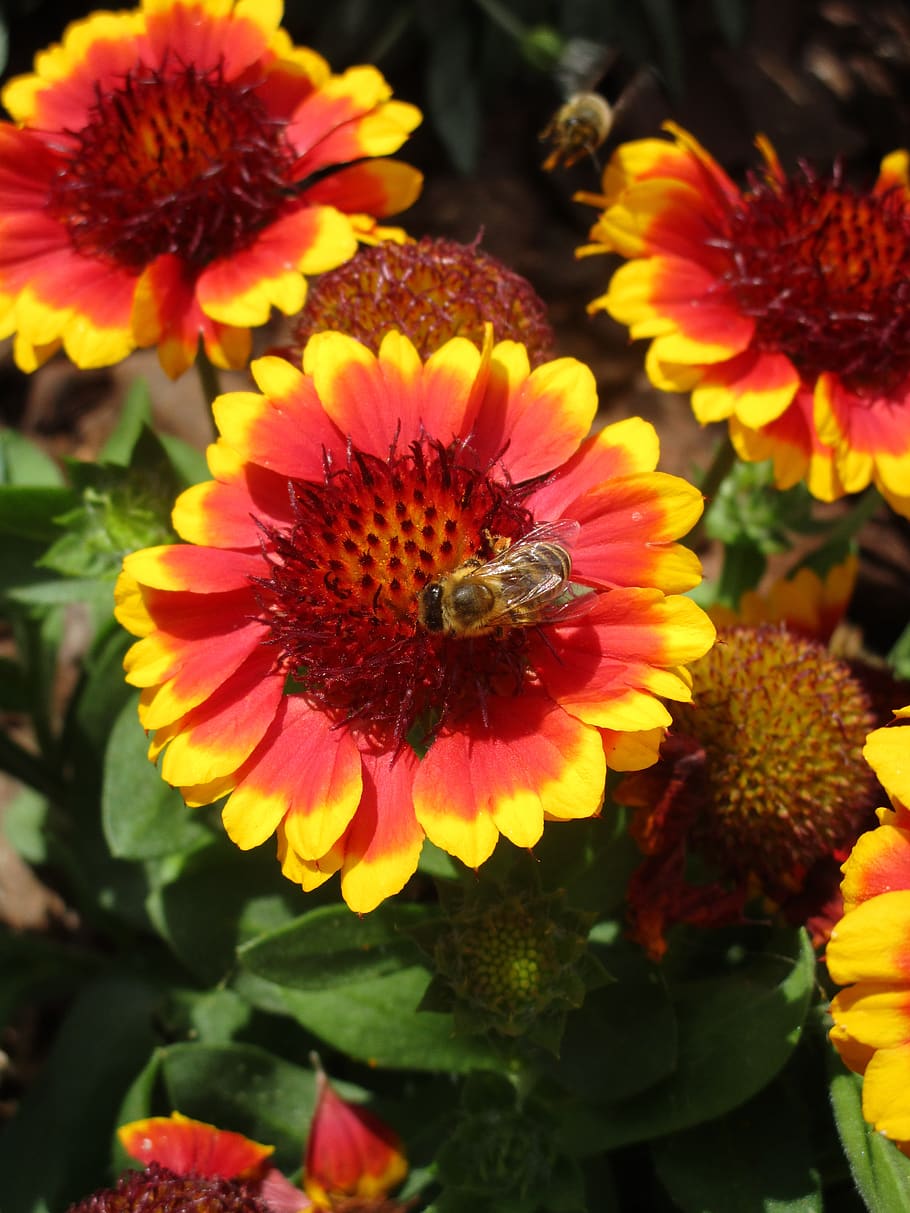 bee, insect, flower, nature, honey bee, nectar, animal, plant HD wallpaper