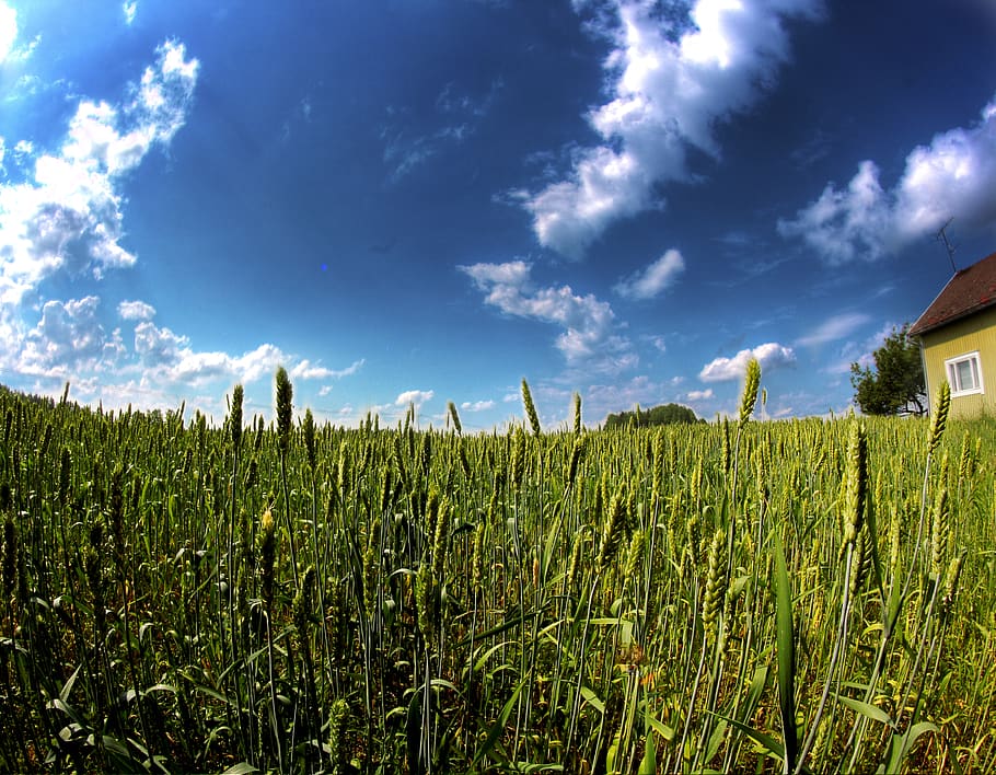 field, forest, summer, kesä, suomi, finland, farm, maanviljely HD wallpaper